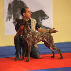 Delarboleda en la exposición canina de León